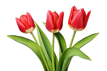 Fototapeta premium Trio of elegant blooming tulips, cut out