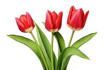 Trio of elegant blooming tulips, cut out