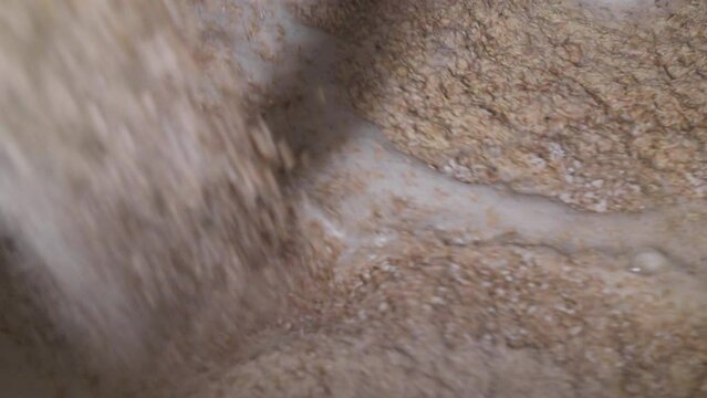 Close-up of the barley grain inside of the industrial processing tank. Processing a lot of barley grain for beer manufacturing. Processing the raw barley grain in the mash tun at the production plant.