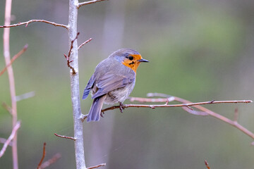 Eurasian robin on a branch