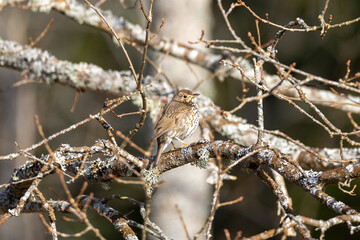 Song thrush on a branch