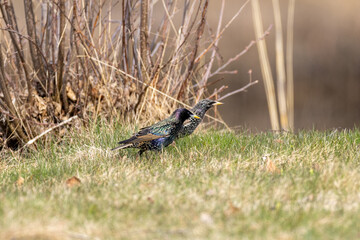 Common starlings walking in the grass