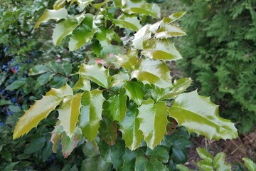 Brilliant rich green leaves