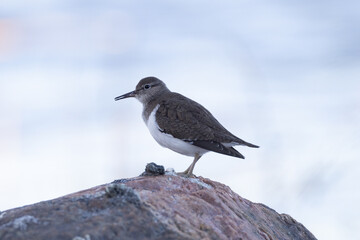 Common sandpiper on a rock