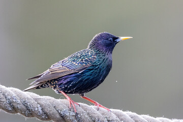 Common starling on a rope - obrazy, fototapety, plakaty