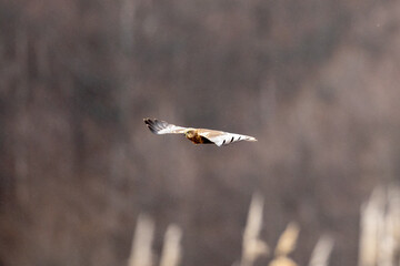 Western marsh harrier flying over the reeds