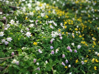 Bright fresh forest flowers on a sunny lawn