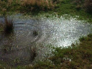 Water that flooded the grass or a small lake on a sunny summer day. Circles on the water from frogs