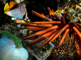 Red Sea Urchin (Strongylocentrotus franciscanus) - 719046794