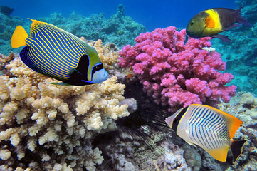 tropical fish and Hard corals in the Red Sea, Egypt - 719047503