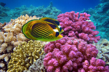Naklejka na ściany i meble Coral reef with hard corals. Red Sea