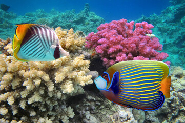 A colorful Emperor angelfish - 719047514