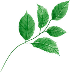 Obraz premium Handdrawn watercolor illustration of leaves branches for special day like birthday valentine day women's day mother's day greeting cards wedding invitation 