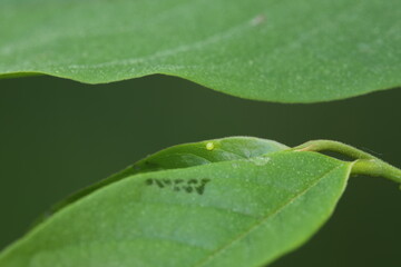 Zebra swallowtail butterfly  egg on pawpaw leaf