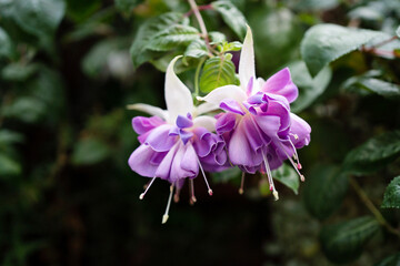 Purple colour Fuchsia spp. flower close up