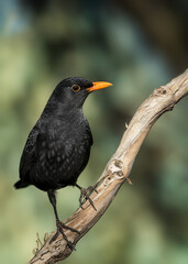 Common blackbird portrait