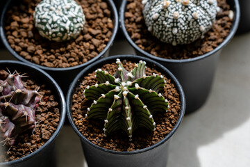 Gymnocalycium LB 2178 cactus close up