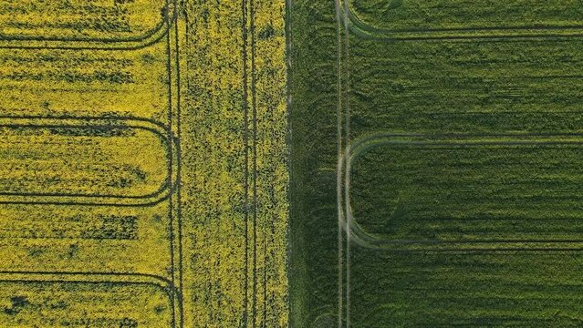 Green and yellow field 