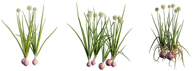 Allium cepa 4k png transparent - obrazy, fototapety, plakaty