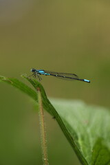Bluet damselfly 