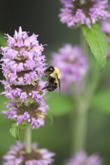 Bumblebee on downy wood mint flowers
