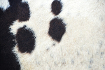 close up of cow fur. animal skin texture, cow skin texture background, cow leather with fur background, real genuine natural fur, Abstract background of the cow skin 
