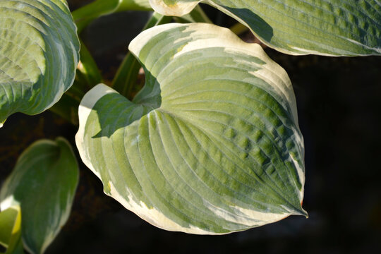 Plantain lily Pizzazz leaves
