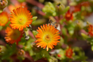 Ice Plant Orange Wonder flowers