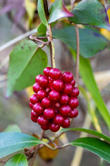 Beautiful red berries of scarlet kadsura.