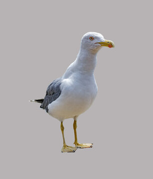 Gabbiano