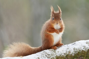 Naklejka na ściany i meble Red squirrel in snow