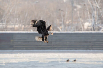A bald eagle flies away with a fish in its beak above the Mississippi River on a January day in Iowa. 