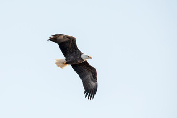 A bald eagle flaps its wings in flight in the blue sky on a winter day in January in Iowa. 