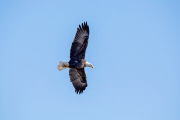A bald eagle soars in the blue sky with full wingspan on a winter day in January in Iowa. Photo shows the underside of the bird. 