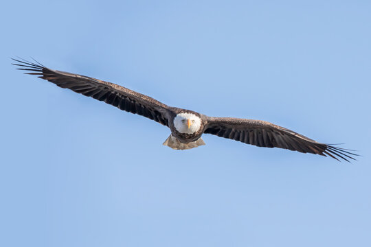 Front view of a bald eagle soaring in the blue sky on a winter day in January in Iowa. The eagle is looking at the camera. 