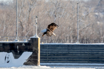 A bald eagle dives for a fish above the Mississippi River on a January day in Iowa. 
