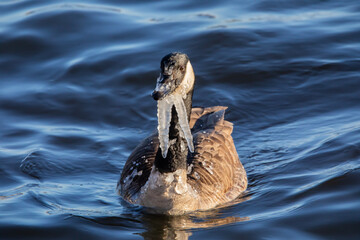 Front view of a Canada goose with icicles hanging from its neck while floating in the water of the...