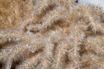 Natural dried flowers of setaria viridis.