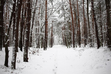 forest in winter