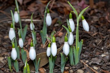 Snowdrops of neat flowers that bloom in early spring.