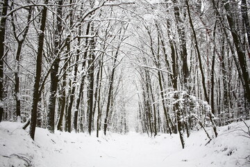 snow covered trees