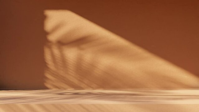 Concrete interior space with palm shadow moving. Tropical scene with plant silhouette shade on plaster background.