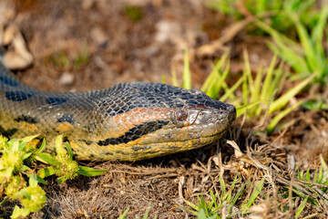 six-meter Anaconda large (Eunectes murinus) South America Venezuela.