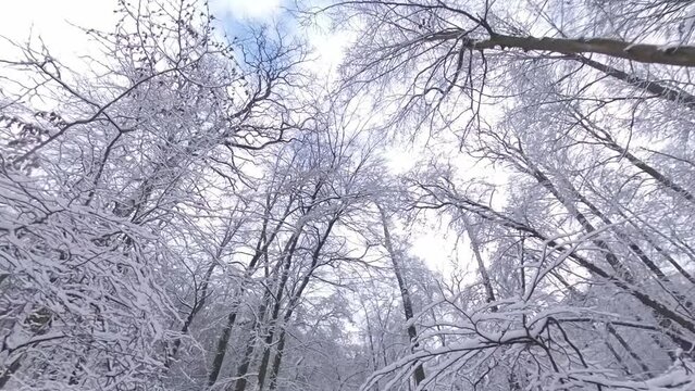 zauberhaft verschneite Winterlandschaft, Winterzauber, Tannen, Schnee, K&auml;lte, Natur, Idylle, Wald, Frost,  Winterwunderland