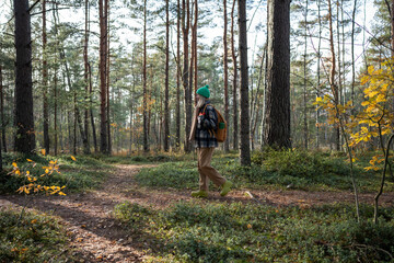 Carefree middle-aged woman tourist hiking, walking in pine wood, spending pastime, holiday, vacation, weekend in forest. Healthy active lifestyle, recreation and relaxation in wild intact nature 