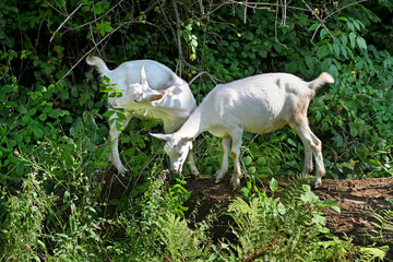 Baby goats eat young branches of bushes.