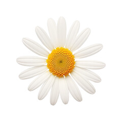 Beautiful daisy flower isolated on white.