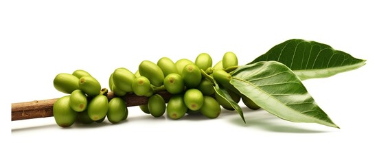 Coffee tree branch with green leaves and unripe coffee fruits or coffee cherries