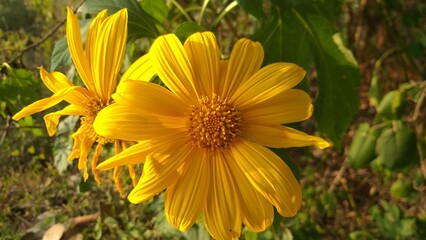 yellow flower in mountine 