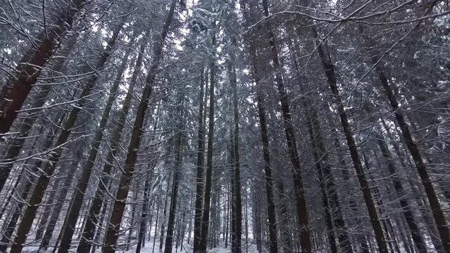 zauberhaft verschneite Winterlandschaft, Winterzauber, Tannen, Schnee, K&auml;lte, Natur, Idylle, Wald, Frost,  Winterwunderland